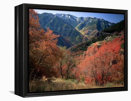 Maples on Slopes above Logan Canyon, Bear River Range, Wasatch-Cache National Forest, Utah, USA-Scott T^ Smith-Framed Premier Image Canvas