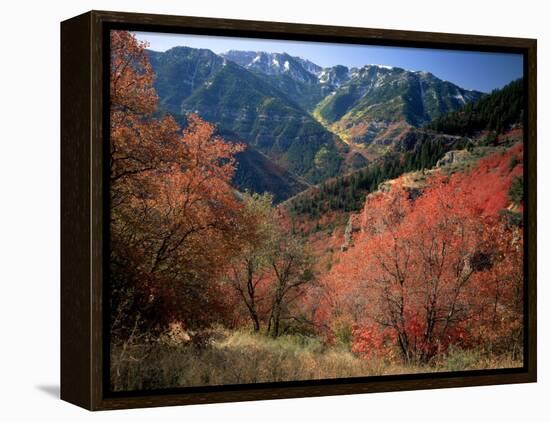 Maples on Slopes above Logan Canyon, Bear River Range, Wasatch-Cache National Forest, Utah, USA-Scott T^ Smith-Framed Premier Image Canvas