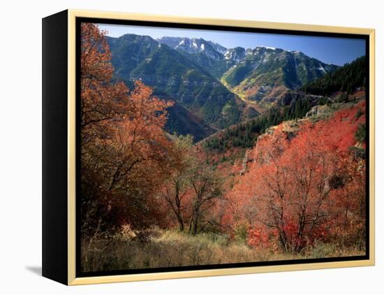 Maples on Slopes above Logan Canyon, Bear River Range, Wasatch-Cache National Forest, Utah, USA-Scott T^ Smith-Framed Premier Image Canvas