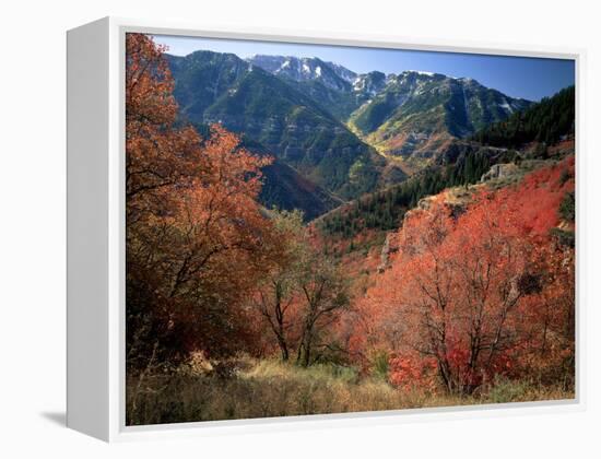 Maples on Slopes above Logan Canyon, Bear River Range, Wasatch-Cache National Forest, Utah, USA-Scott T^ Smith-Framed Premier Image Canvas