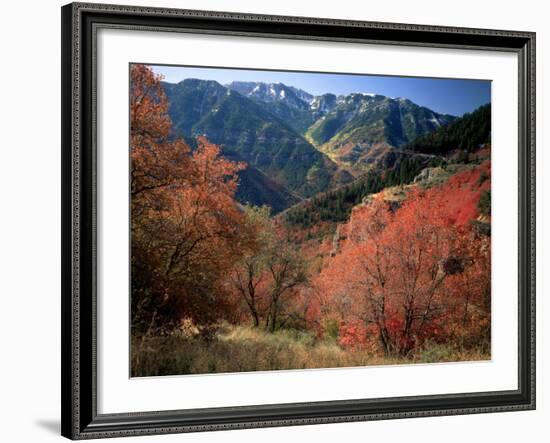 Maples on Slopes above Logan Canyon, Bear River Range, Wasatch-Cache National Forest, Utah, USA-Scott T^ Smith-Framed Photographic Print