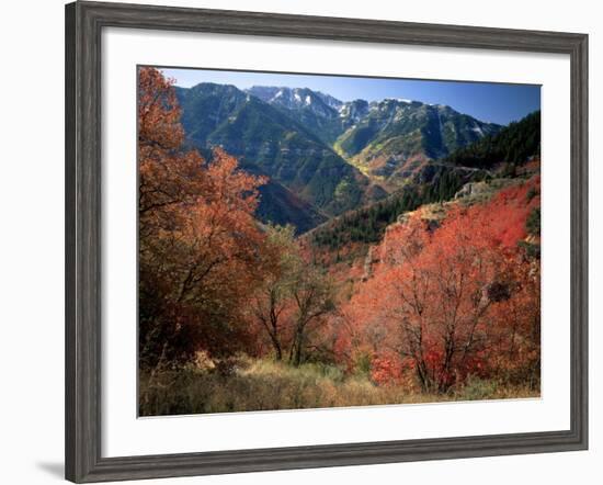 Maples on Slopes above Logan Canyon, Bear River Range, Wasatch-Cache National Forest, Utah, USA-Scott T^ Smith-Framed Photographic Print