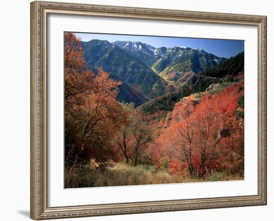 Maples on Slopes above Logan Canyon, Bear River Range, Wasatch-Cache National Forest, Utah, USA-Scott T^ Smith-Framed Photographic Print