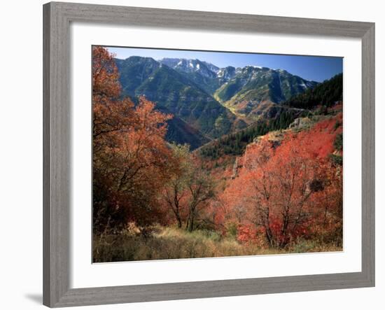 Maples on Slopes above Logan Canyon, Bear River Range, Wasatch-Cache National Forest, Utah, USA-Scott T^ Smith-Framed Photographic Print