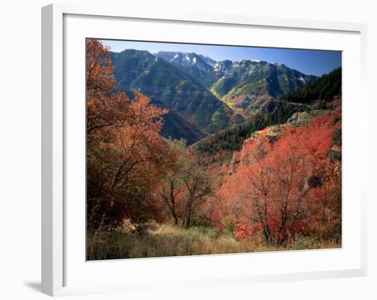 Maples on Slopes above Logan Canyon, Bear River Range, Wasatch-Cache National Forest, Utah, USA-Scott T^ Smith-Framed Photographic Print