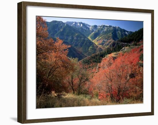 Maples on Slopes above Logan Canyon, Bear River Range, Wasatch-Cache National Forest, Utah, USA-Scott T^ Smith-Framed Photographic Print