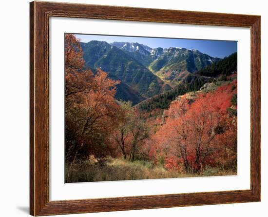 Maples on Slopes above Logan Canyon, Bear River Range, Wasatch-Cache National Forest, Utah, USA-Scott T^ Smith-Framed Photographic Print