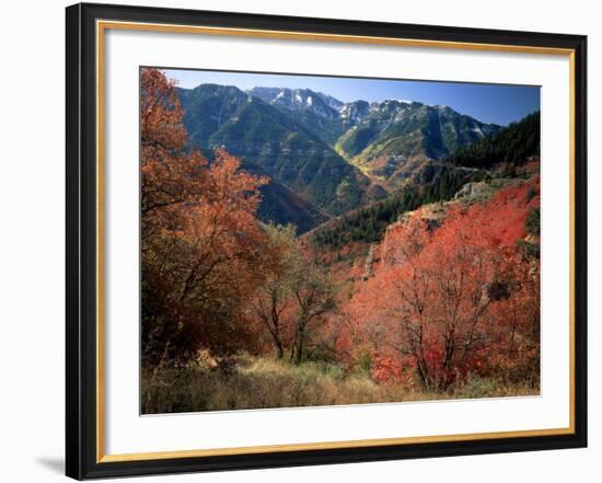 Maples on Slopes above Logan Canyon, Bear River Range, Wasatch-Cache National Forest, Utah, USA-Scott T^ Smith-Framed Photographic Print