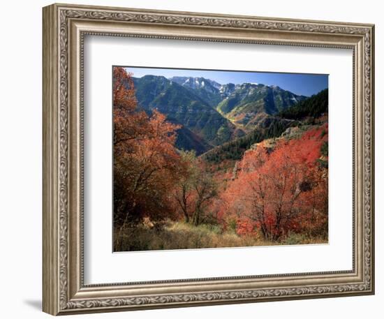 Maples on Slopes above Logan Canyon, Bear River Range, Wasatch-Cache National Forest, Utah, USA-Scott T^ Smith-Framed Photographic Print