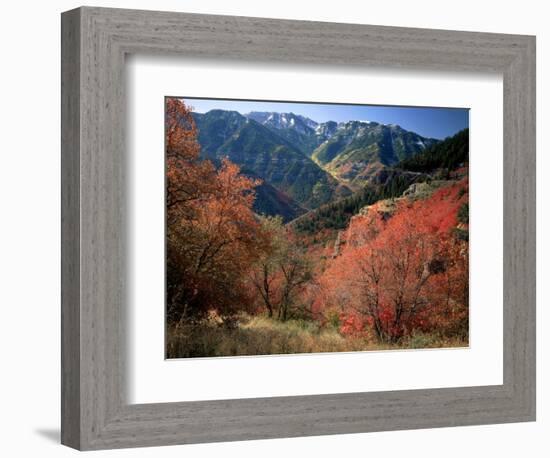 Maples on Slopes above Logan Canyon, Bear River Range, Wasatch-Cache National Forest, Utah, USA-Scott T^ Smith-Framed Photographic Print