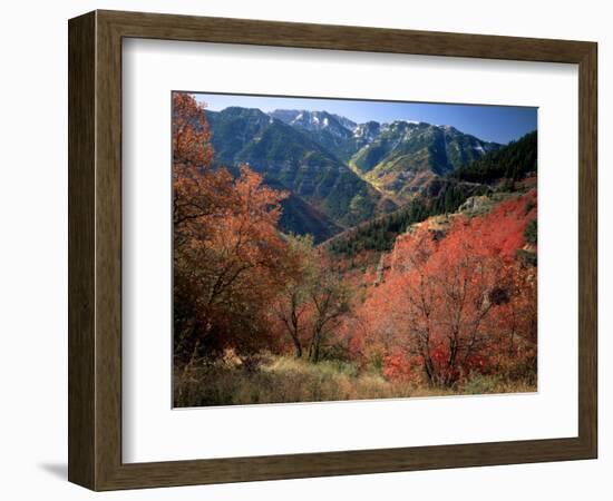 Maples on Slopes above Logan Canyon, Bear River Range, Wasatch-Cache National Forest, Utah, USA-Scott T^ Smith-Framed Photographic Print