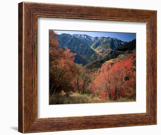 Maples on Slopes above Logan Canyon, Bear River Range, Wasatch-Cache National Forest, Utah, USA-Scott T^ Smith-Framed Photographic Print