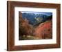 Maples on Slopes above Logan Canyon, Bear River Range, Wasatch-Cache National Forest, Utah, USA-Scott T^ Smith-Framed Photographic Print