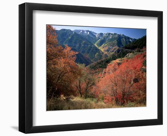 Maples on Slopes above Logan Canyon, Bear River Range, Wasatch-Cache National Forest, Utah, USA-Scott T^ Smith-Framed Photographic Print