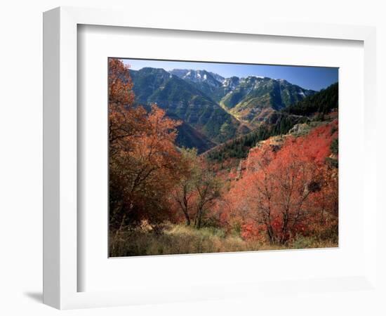 Maples on Slopes above Logan Canyon, Bear River Range, Wasatch-Cache National Forest, Utah, USA-Scott T^ Smith-Framed Photographic Print