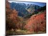 Maples on Slopes above Logan Canyon, Bear River Range, Wasatch-Cache National Forest, Utah, USA-Scott T^ Smith-Mounted Photographic Print