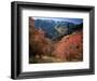Maples on Slopes above Logan Canyon, Bear River Range, Wasatch-Cache National Forest, Utah, USA-Scott T^ Smith-Framed Photographic Print