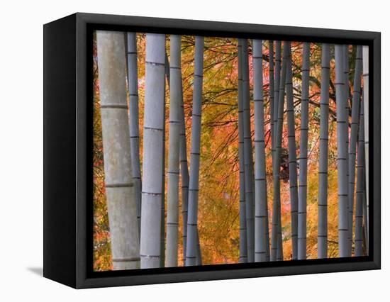 Maples Trees and Bamboo, Arashiyama, Kyoto, Japan-Gavin Hellier-Framed Premier Image Canvas