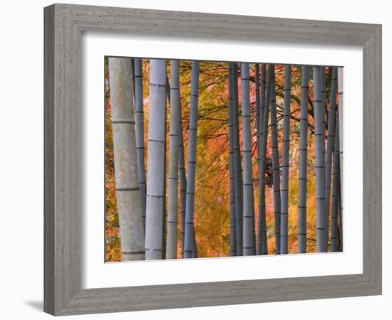 Maples Trees and Bamboo, Arashiyama, Kyoto, Japan-Gavin Hellier-Framed Photographic Print