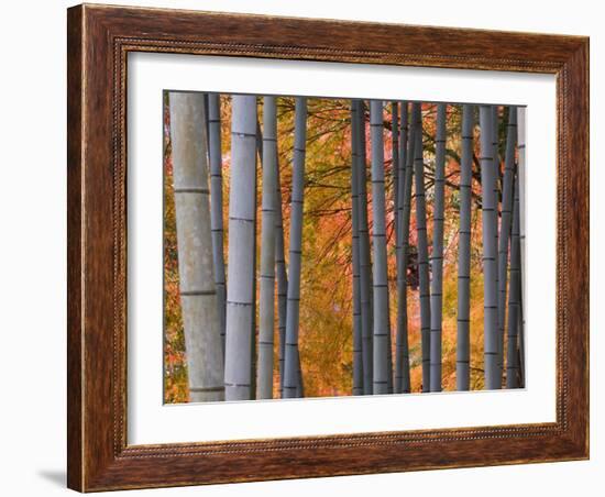 Maples Trees and Bamboo, Arashiyama, Kyoto, Japan-Gavin Hellier-Framed Photographic Print