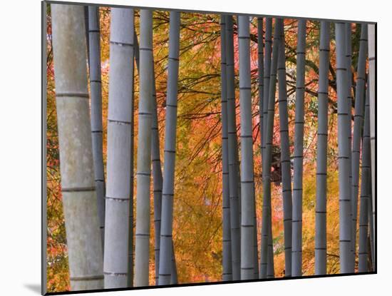 Maples Trees and Bamboo, Arashiyama, Kyoto, Japan-Gavin Hellier-Mounted Photographic Print