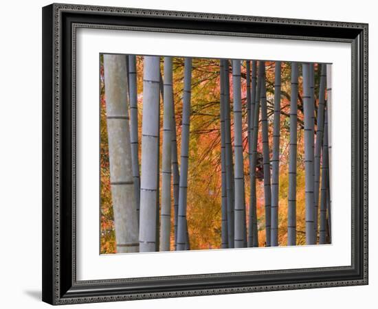 Maples Trees and Bamboo, Arashiyama, Kyoto, Japan-Gavin Hellier-Framed Photographic Print