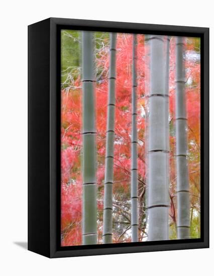 Maples Trees and Bamboo, Arashiyama, Kyoto, Japan-Gavin Hellier-Framed Premier Image Canvas