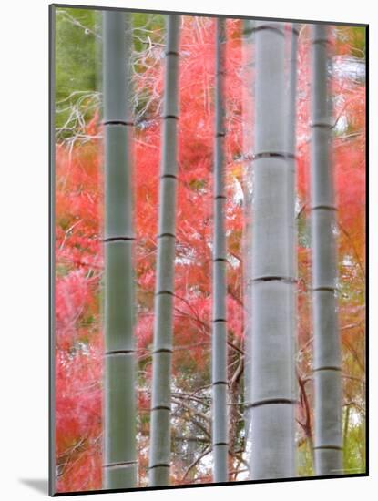 Maples Trees and Bamboo, Arashiyama, Kyoto, Japan-Gavin Hellier-Mounted Photographic Print