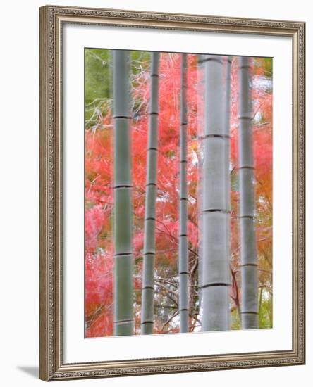 Maples Trees and Bamboo, Arashiyama, Kyoto, Japan-Gavin Hellier-Framed Photographic Print
