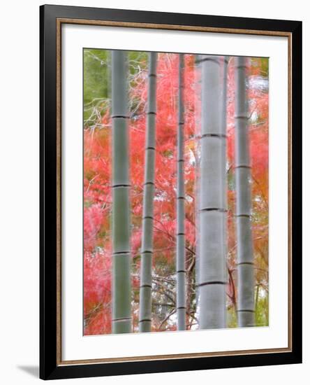 Maples Trees and Bamboo, Arashiyama, Kyoto, Japan-Gavin Hellier-Framed Photographic Print