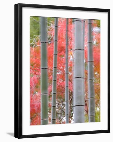 Maples Trees and Bamboo, Arashiyama, Kyoto, Japan-Gavin Hellier-Framed Photographic Print