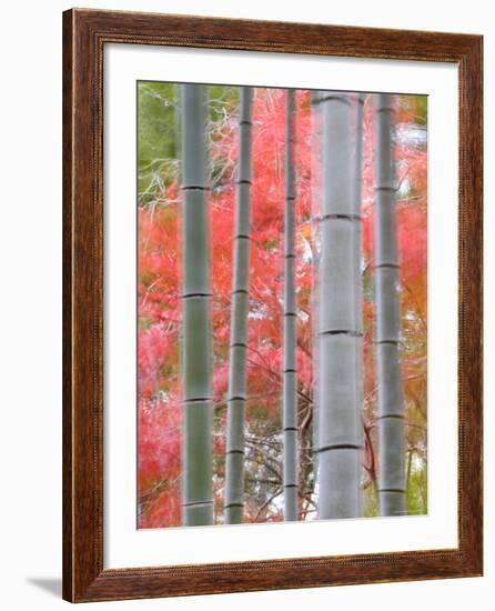 Maples Trees and Bamboo, Arashiyama, Kyoto, Japan-Gavin Hellier-Framed Photographic Print