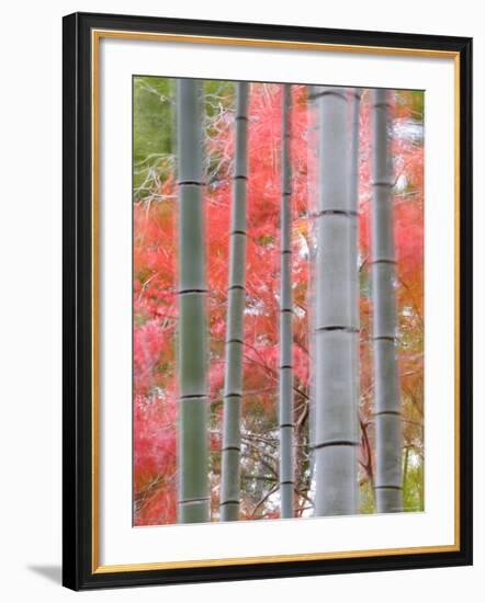 Maples Trees and Bamboo, Arashiyama, Kyoto, Japan-Gavin Hellier-Framed Photographic Print