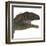 Mapusaurus Dinosaur Head-Stocktrek Images-Framed Art Print