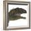 Mapusaurus Dinosaur Head-Stocktrek Images-Framed Art Print