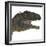 Mapusaurus Dinosaur Head-Stocktrek Images-Framed Art Print