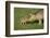 Mara - Patagonian Cavy (Dolichotis Patagonum) Adult With Young, Captive-Ernie Janes-Framed Photographic Print