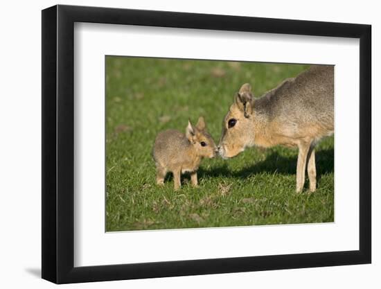 Mara - Patagonian Cavy (Dolichotis Patagonum) Adult With Young, Captive-Ernie Janes-Framed Photographic Print