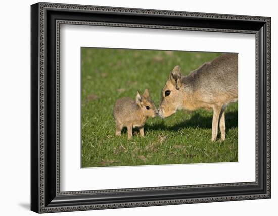 Mara - Patagonian Cavy (Dolichotis Patagonum) Adult With Young, Captive-Ernie Janes-Framed Photographic Print