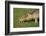 Mara - Patagonian Cavy (Dolichotis Patagonum) Adult With Young, Captive-Ernie Janes-Framed Photographic Print