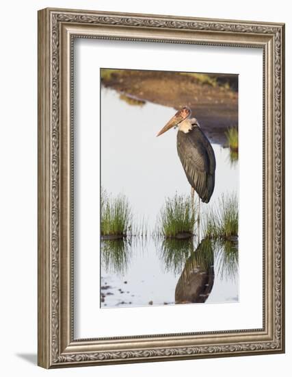 Marabou Stork Hunting in the Morning, Ngorongoro, Tanzania-James Heupel-Framed Photographic Print