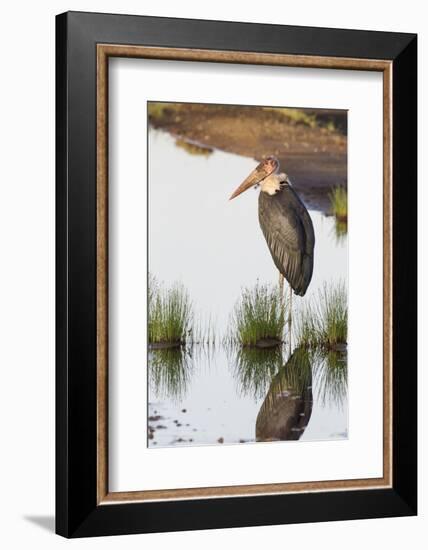 Marabou Stork Hunting in the Morning, Ngorongoro, Tanzania-James Heupel-Framed Photographic Print