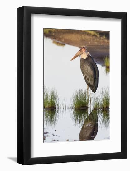 Marabou Stork Hunting in the Morning, Ngorongoro, Tanzania-James Heupel-Framed Photographic Print