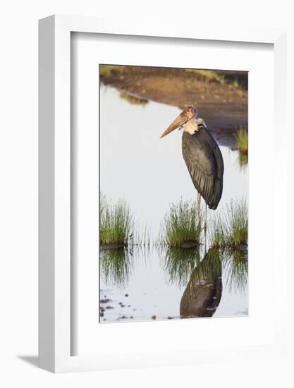 Marabou Stork Hunting in the Morning, Ngorongoro, Tanzania-James Heupel-Framed Photographic Print