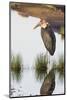 Marabou Stork Hunting in the Morning, Ngorongoro, Tanzania-James Heupel-Mounted Photographic Print