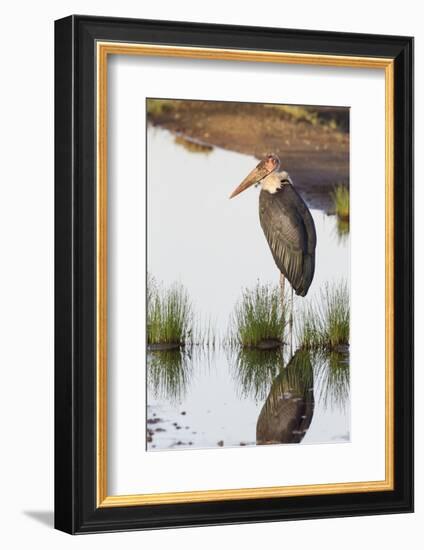 Marabou Stork Hunting in the Morning, Ngorongoro, Tanzania-James Heupel-Framed Photographic Print