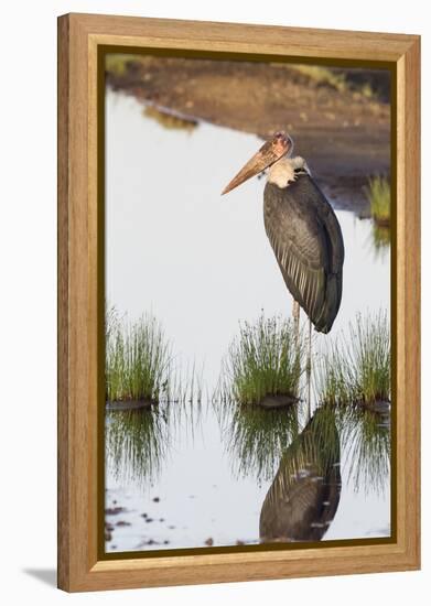 Marabou Stork Hunting in the Morning, Ngorongoro, Tanzania-James Heupel-Framed Premier Image Canvas