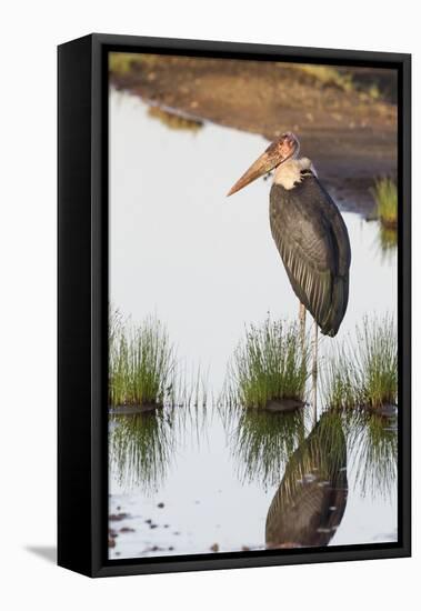 Marabou Stork Hunting in the Morning, Ngorongoro, Tanzania-James Heupel-Framed Premier Image Canvas