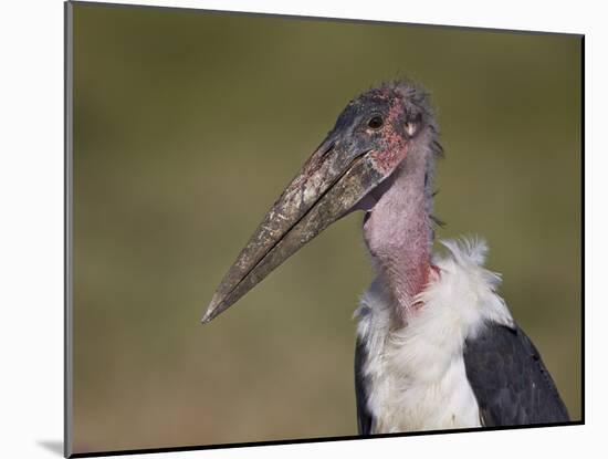Marabou Stork (Leptoptilos Crumeniferus)-James Hager-Mounted Photographic Print