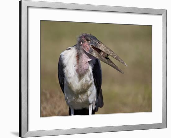 Marabou Stork (Leptoptilos Crumeniferus)-James Hager-Framed Photographic Print